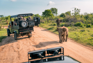 Game Drives Tour Packages