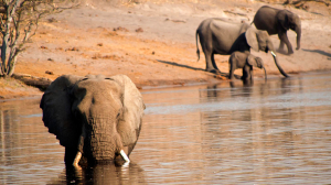 Central Kalahari Game Reserve Tour, Maun, Okavango & Chobe National Park